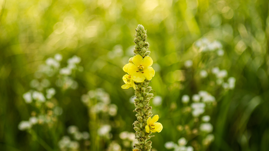 Mullein: How to Grow, Care for, and Harvest the Guardian of the Garden