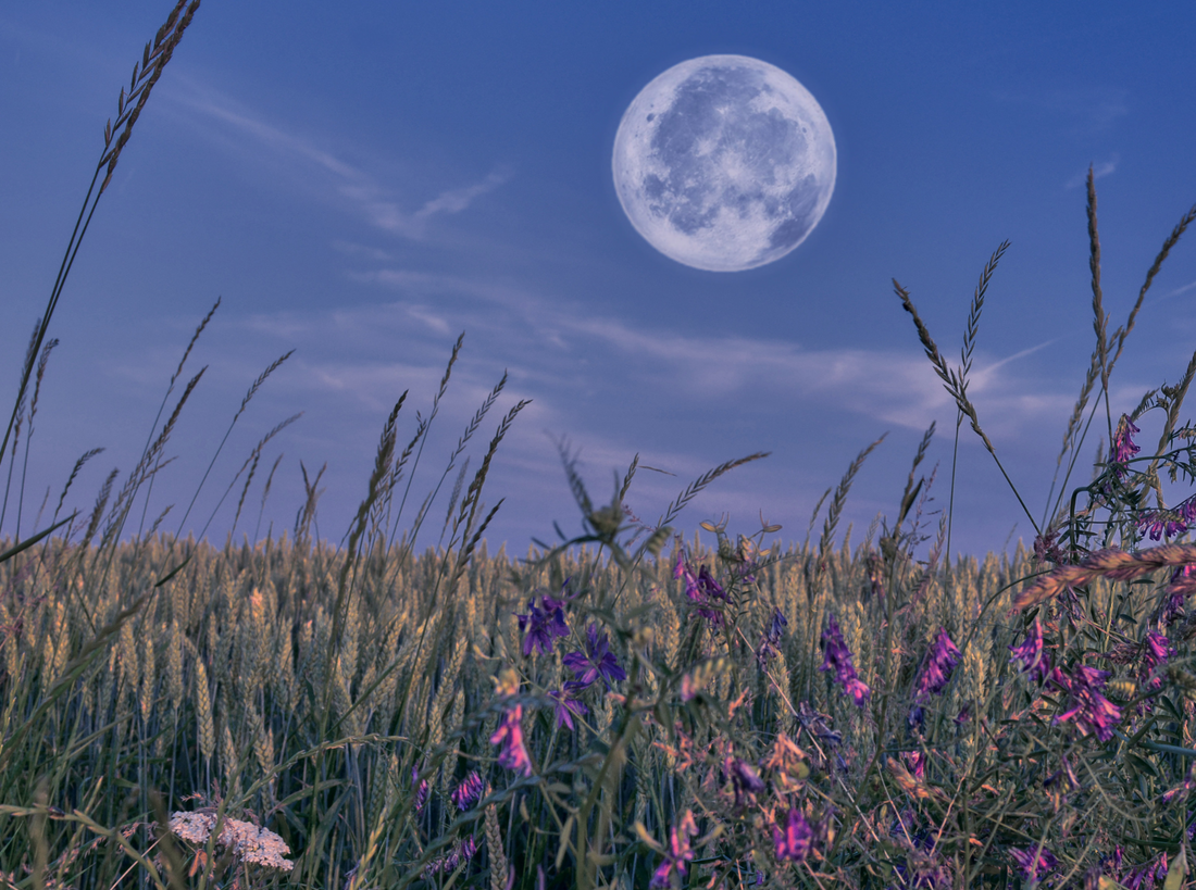 Gardening in Tune with the Moon