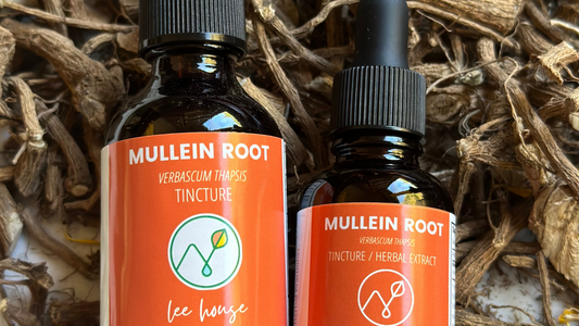 Benefits of Mullein Root