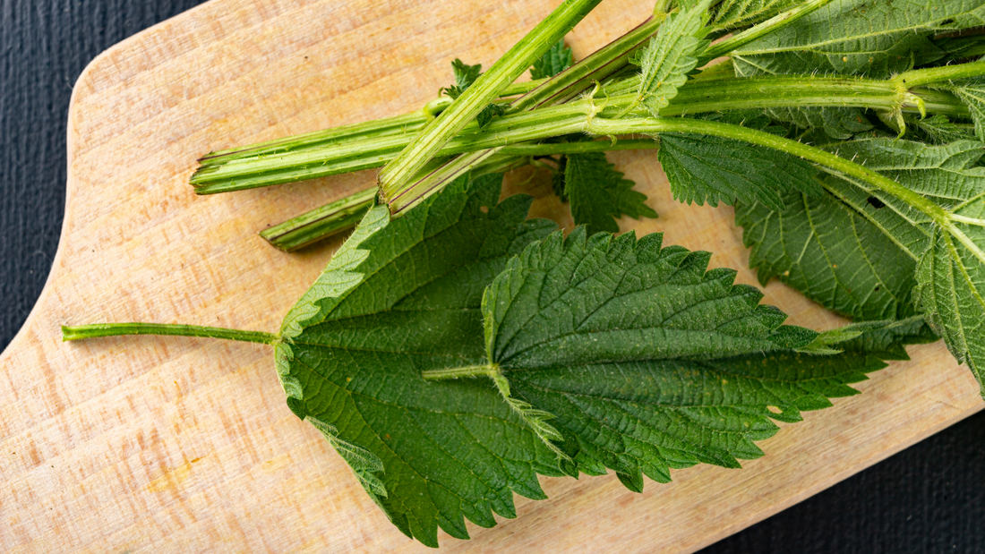 Stinging Nettle Leaf Tincture for Allergies & Vitality (Plus how to make  your own). –