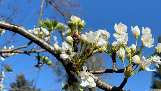 Transcend with Pear Blossom and Clear Quartz