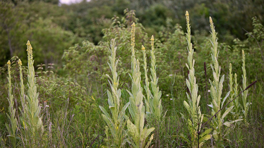 Roots, Rigor, and Why I "Say Hi" to the Mullein