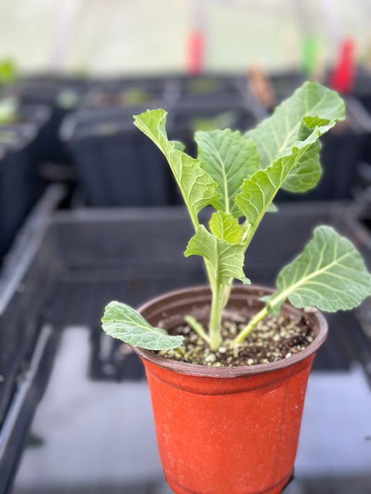 Perennial Green Tree Collards