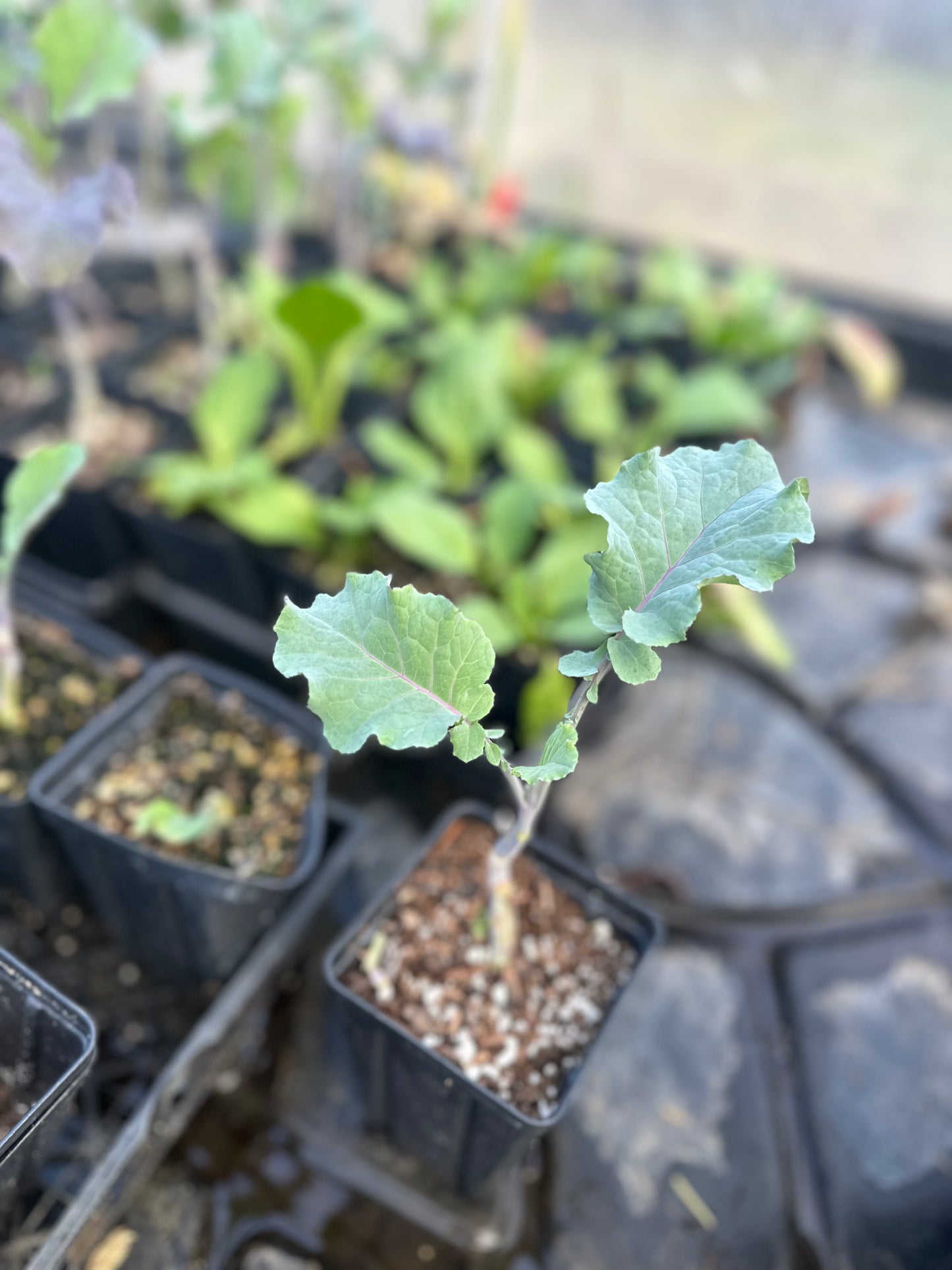 Perennial Purple Tree Collard Plant