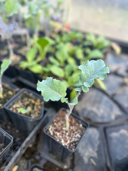 Perennial Purple Tree Collard Plant