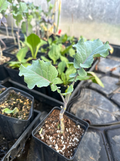 Perennial Purple Tree Collard Plant