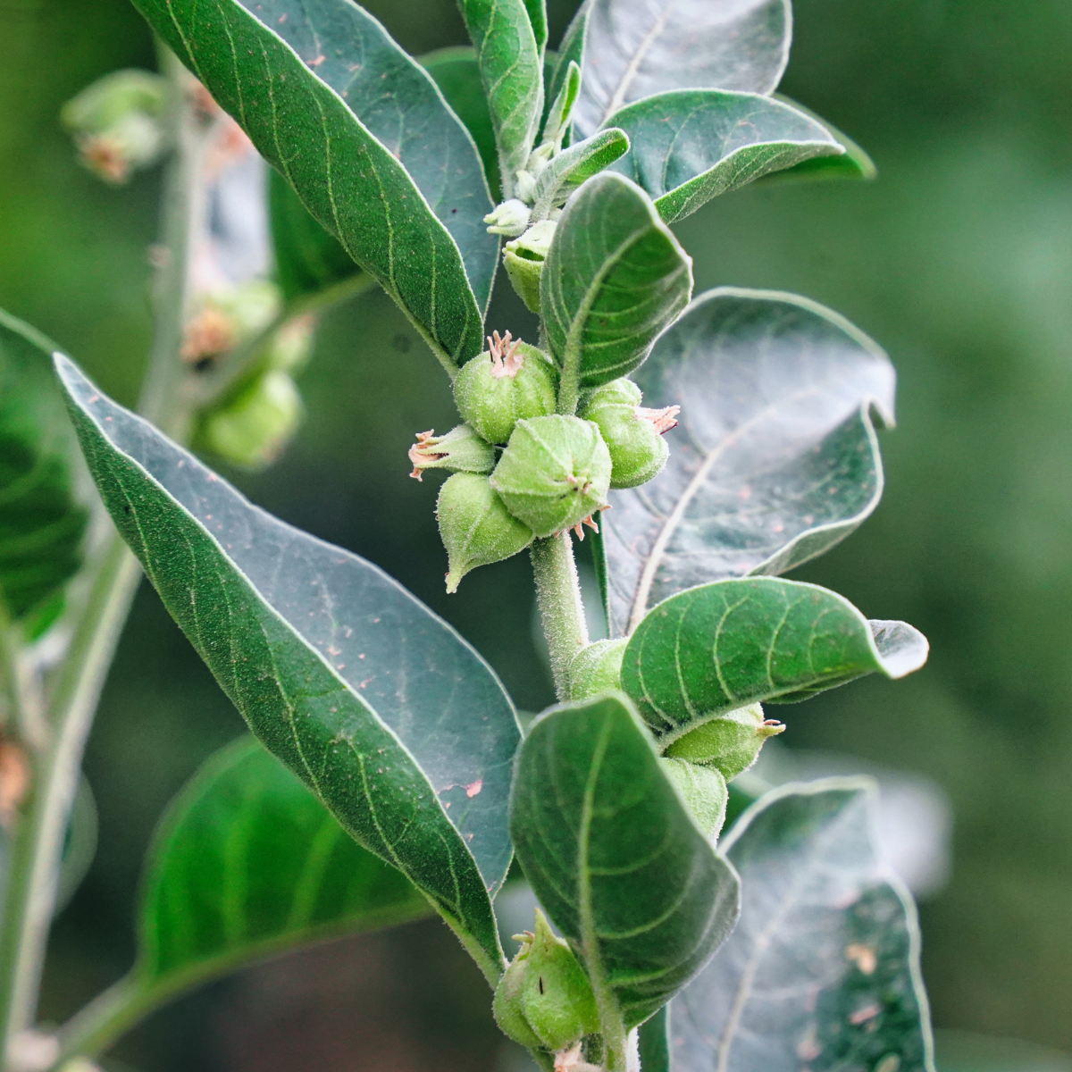 Ashwagandha Root Extract