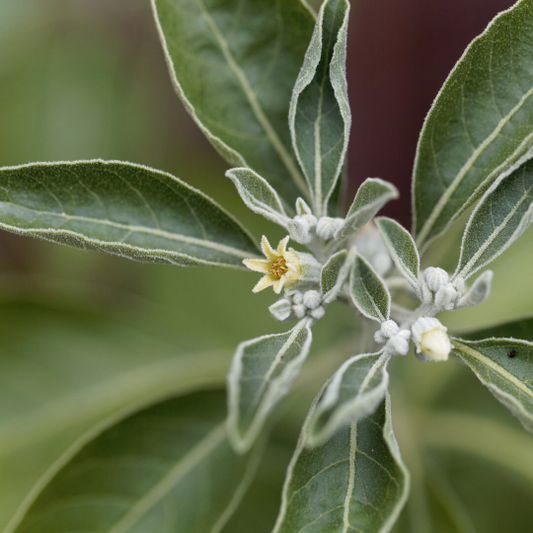 Ashwagandha Seedling