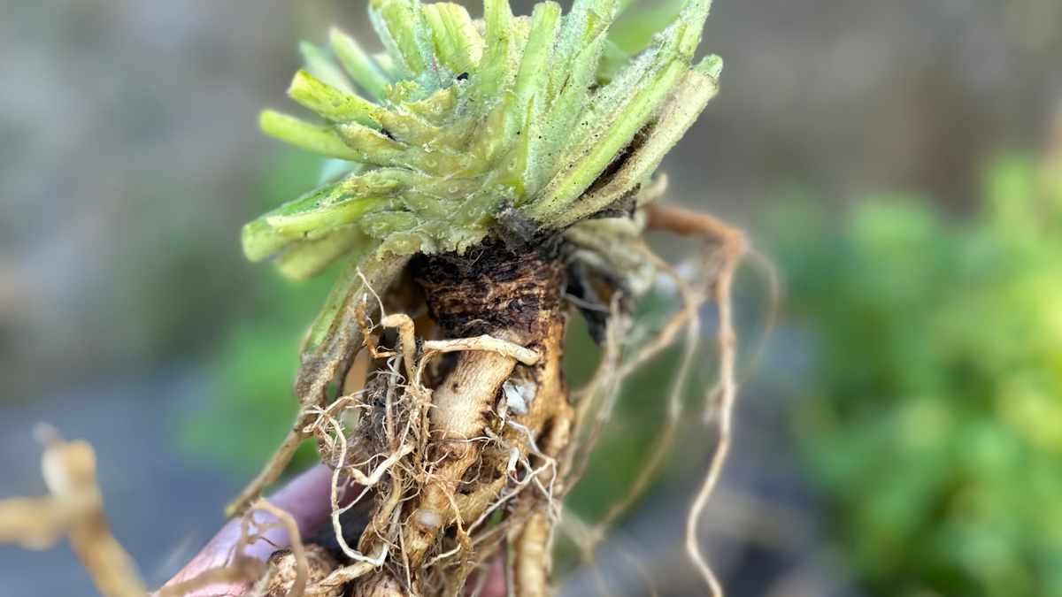 Mullein Root Tincture for Spinal & Musculoskeletal Support – leehouse.co