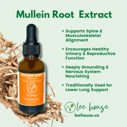 Mullein Root benefits listed, such as spinal support, urinary health, and anti-inflammatory properties. Shows Mullein Root tincture bottle with dried mullein root background.