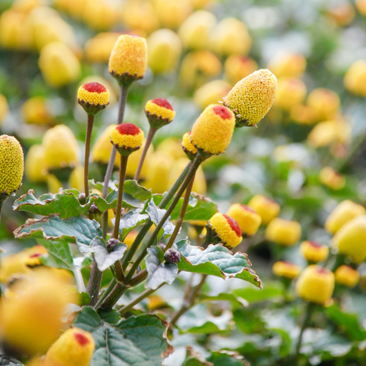 Spilanthes - Toothache Plant