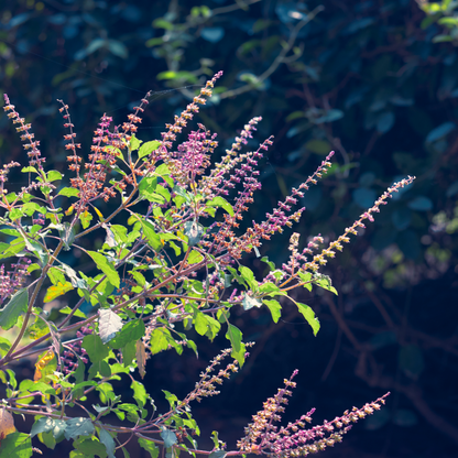 Tulsi (Holy Basil) Extract