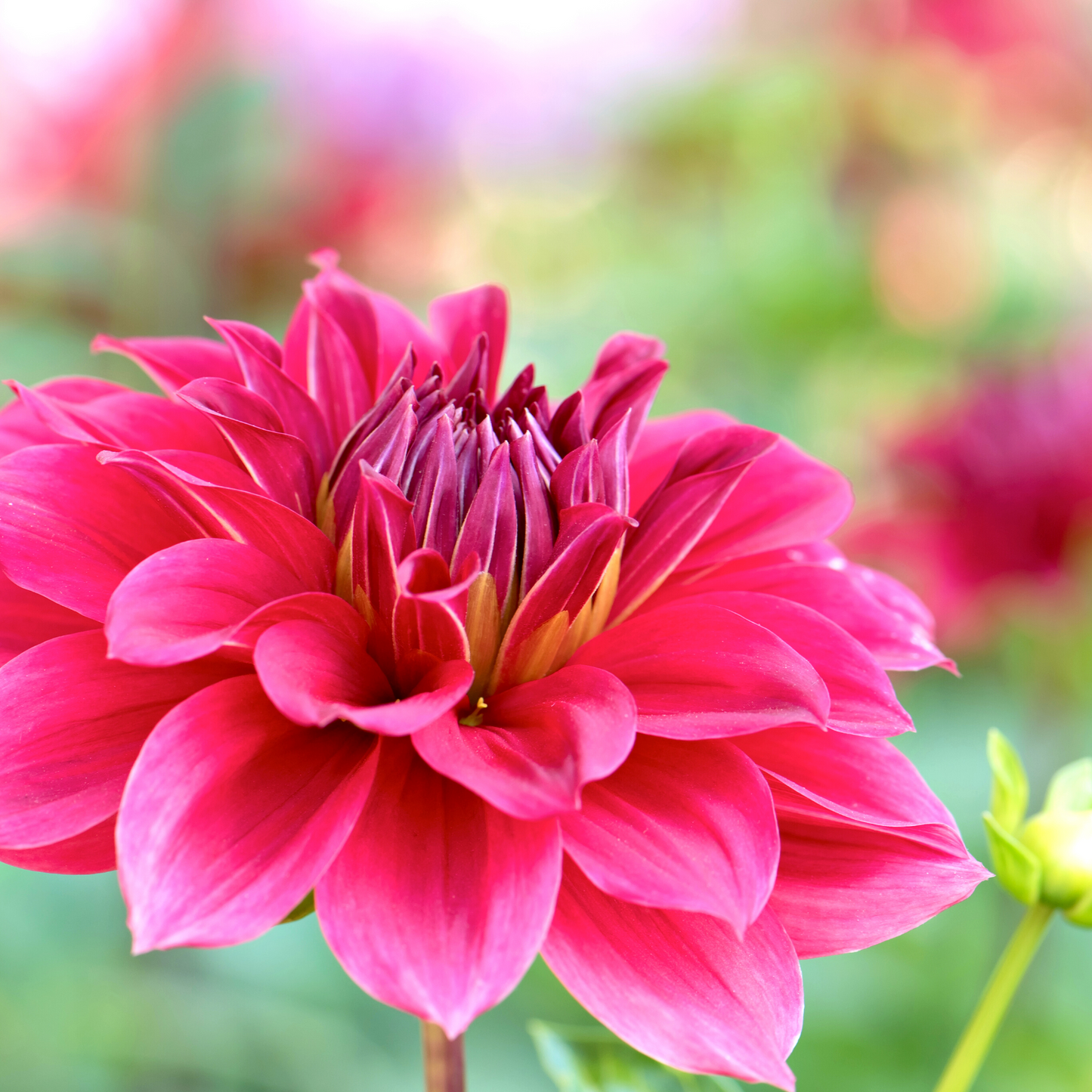 Joyful: Dahlia Flower Essence