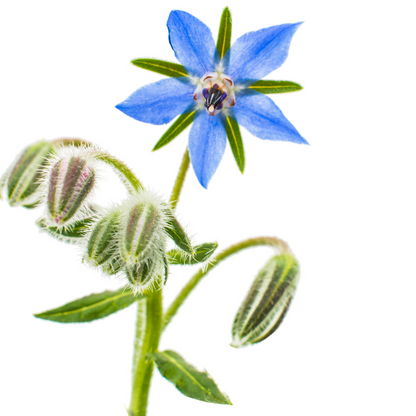 close up of a borage flower on a white background,  used for our courageous borage flower essence