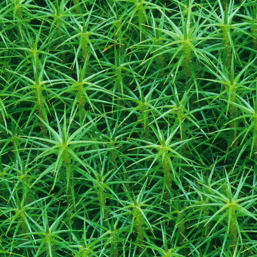 Close up of Cleavers, or Galium aparine, growing in a patch.