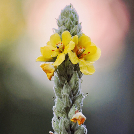 Shine Your Light: Mullein Flower Essence